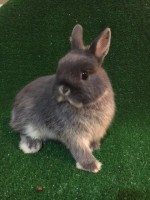 /album/algunos-de-nuestros-reproductores/ibu-cesped-2-copia-jpg1/